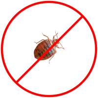 bed bug-20