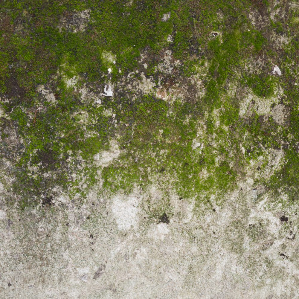 wet moss covered house wall